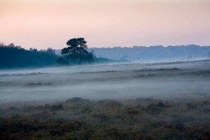 photography new forest things to do Forest Gate Lodge Bed and Breakfast